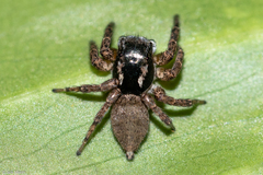 Sumampattus quinqueradiatus