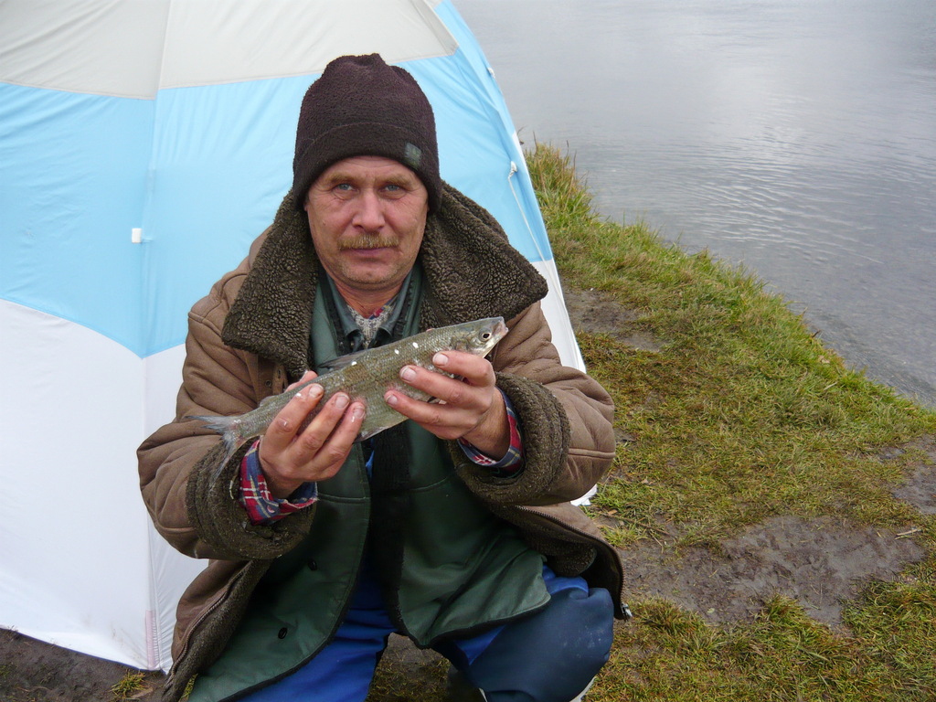 Common Whitefish in October 2008 by Игорь. Фадеев · iNaturalist