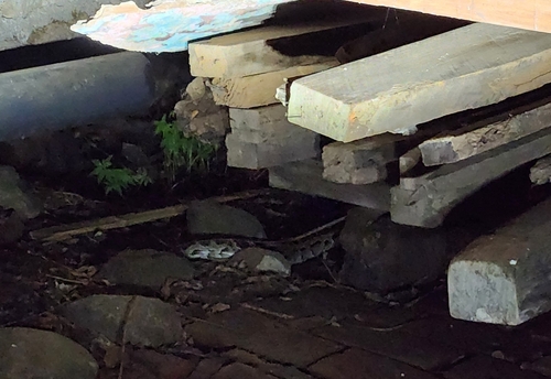 Burmese Python — seen at this dive site