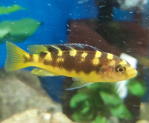 Bumblebee cichlid (Pseudotropheus crabro) — Cichlidae — 4