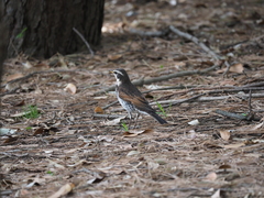 Turdus eunomus