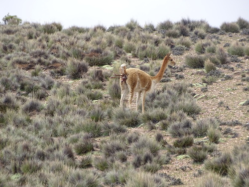 Vicuña, Parinacota, CL-AP, CL, photo 9 of 10