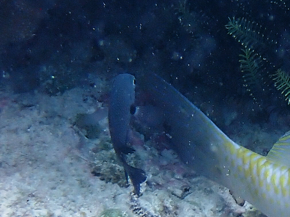 Charcoal damsel