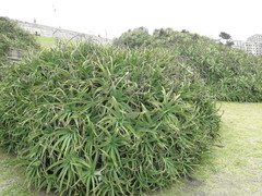 Aloe arborescens