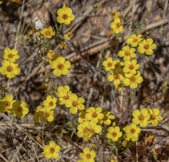 Leptosiphon chrysanthus