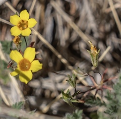Leptosiphon chrysanthus
