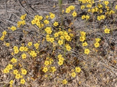 Leptosiphon chrysanthus