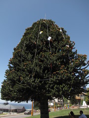 Araucaria araucana