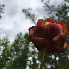 Sarracenia purpurea venosa
