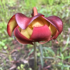 Sarracenia purpurea venosa