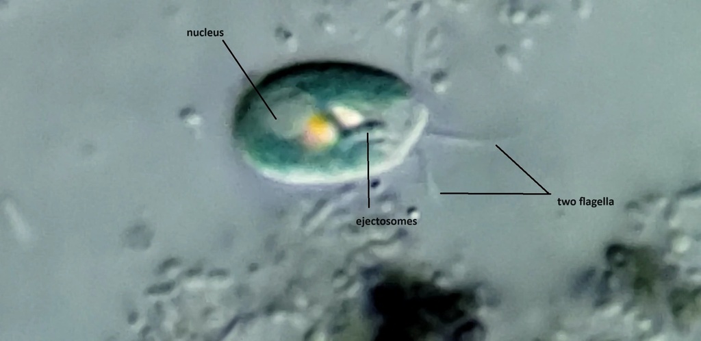 Cryptista