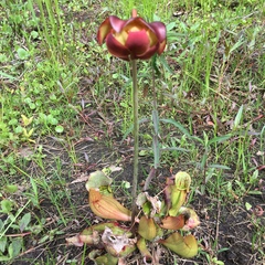 Sarracenia purpurea venosa