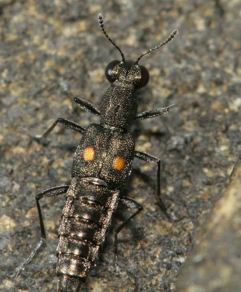 Stenus comma