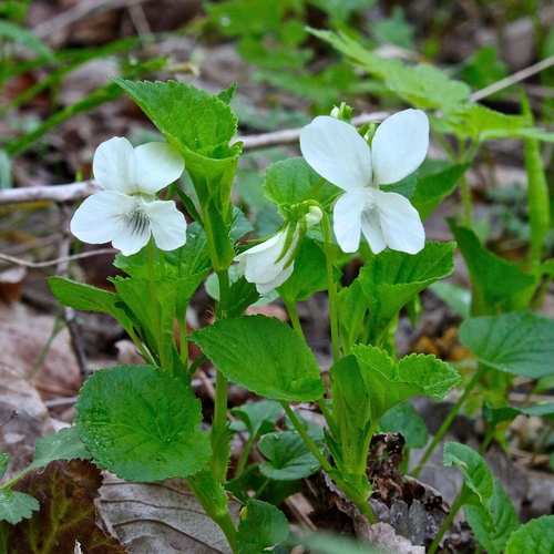 striped cream violet (Viola striata)