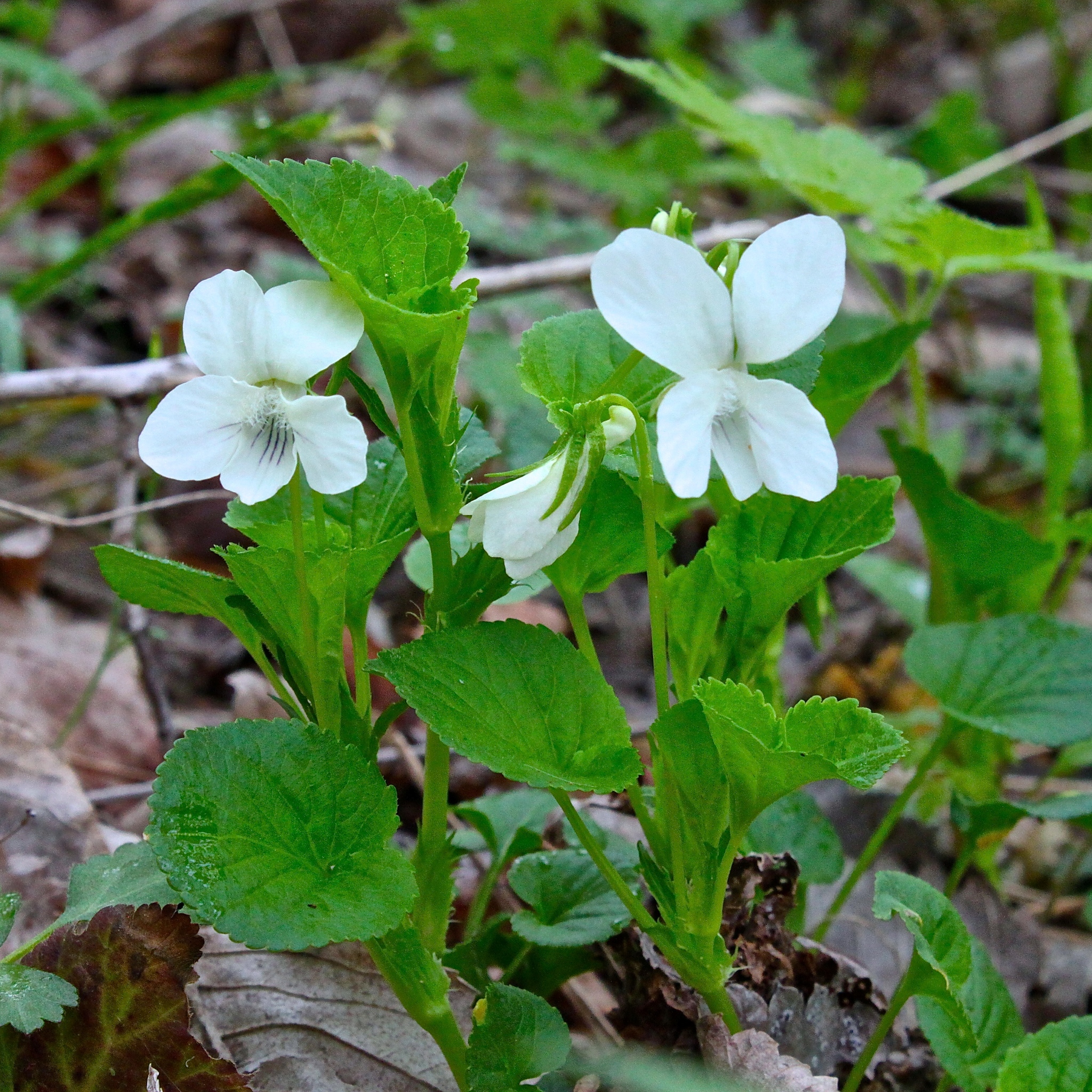 Viola striata
