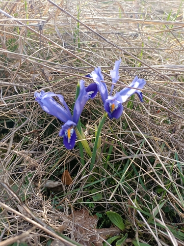 Image of Iris reticulata by (c) Saskia, some rights reserved (CC BY)