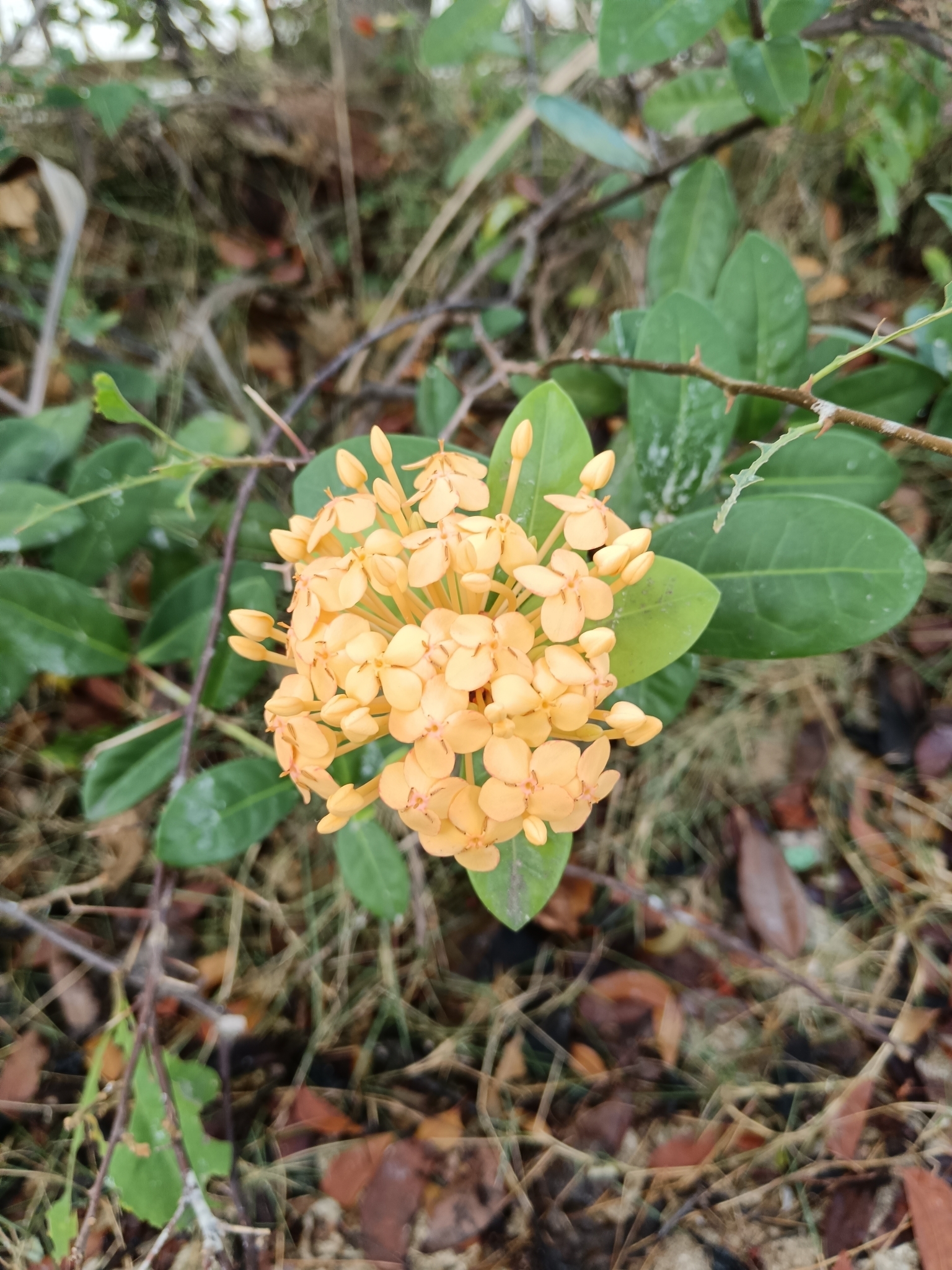 Imagem de Ixora