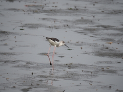 Himantopus himantopus