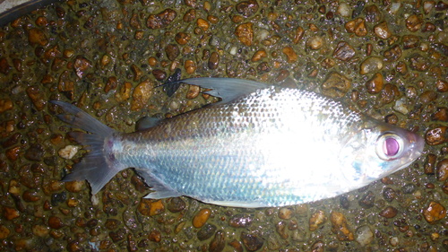 Curimata (Curimata cyprinoides) — Curimatidae — 5