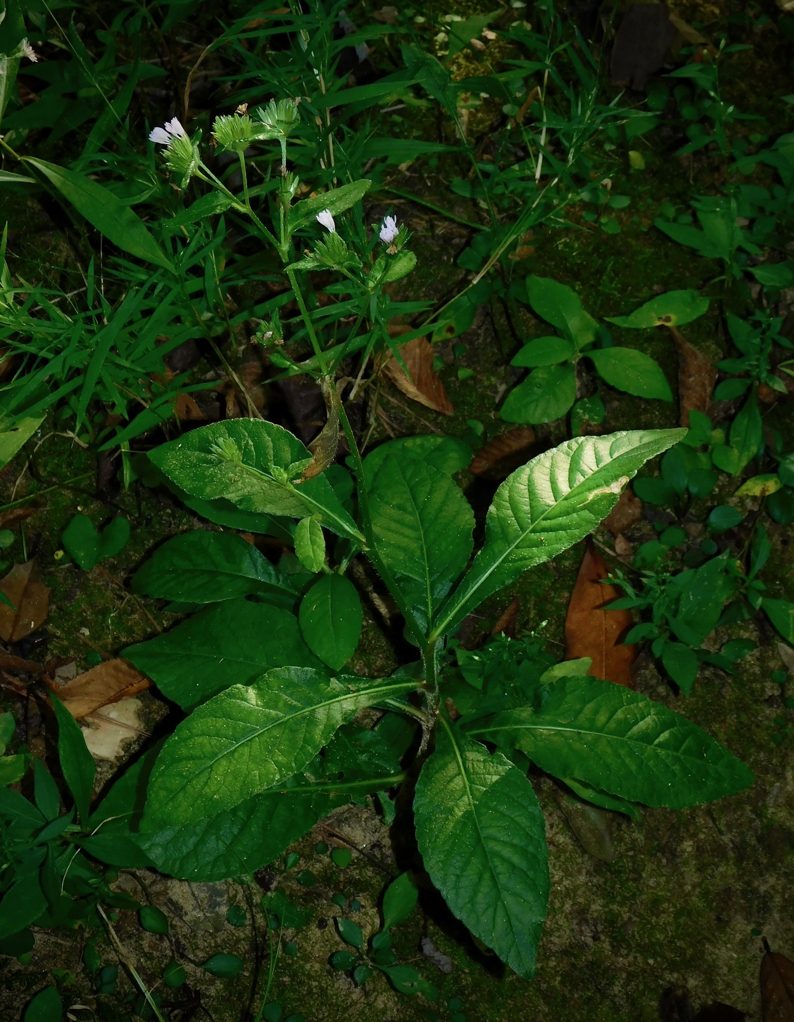 Elephantopus carolinianus