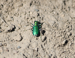 Cicindela decemnotata meriwetheri