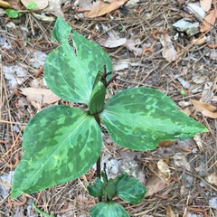 Trillium maculatum