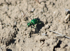 Cicindela decemnotata meriwetheri