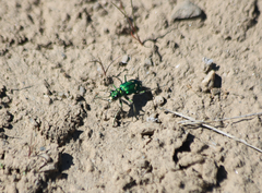 Cicindela decemnotata meriwetheri