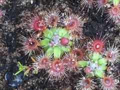 Drosera pulchella