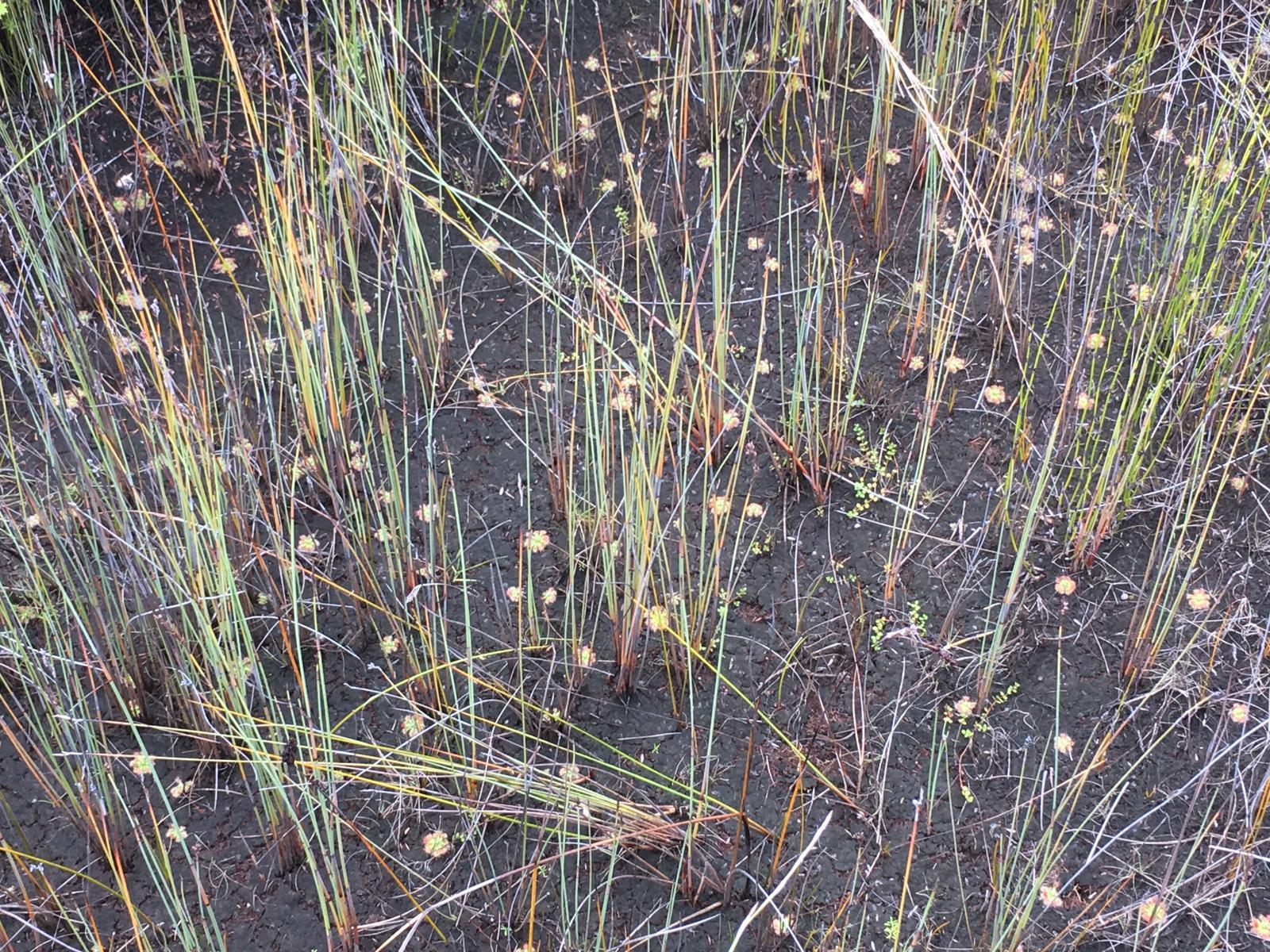 Drosera pulchella 'Salmon'