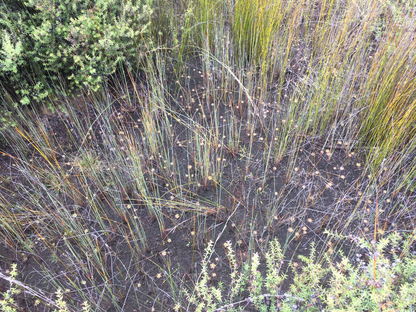 Drosera pulchella 'Salmon' 2
