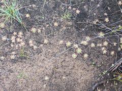 Drosera pulchella