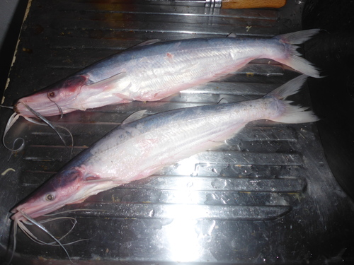 Highwatermark catfish (Hypophthalmus marginatus) — Pimelodidae — 5