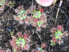Drosera pulchella