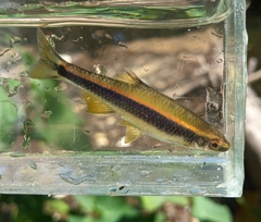 Metallic Shiner photo 2