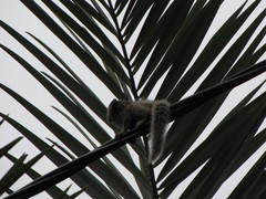 Callithrix penicillata