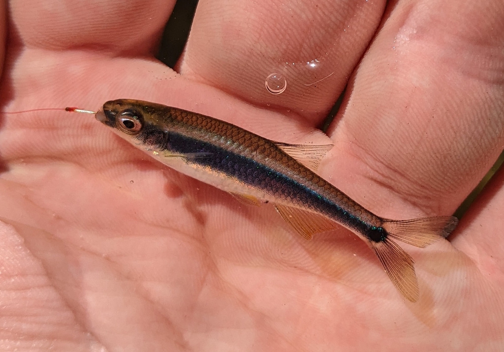 Apalachee Shiner