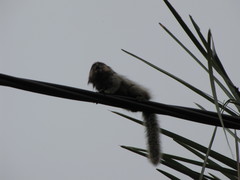 Callithrix penicillata