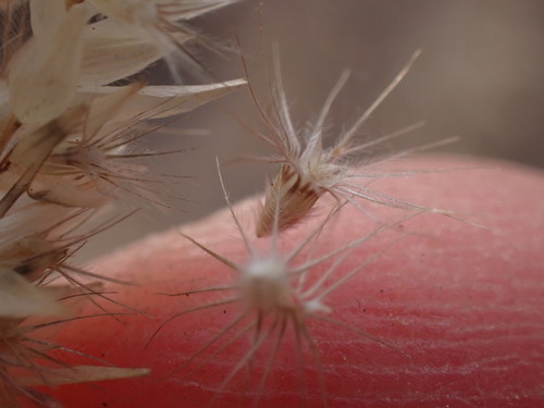Enneapogon cenchroides