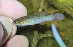 Banded Topminnow photo 2