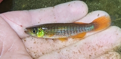 Russetfin Topminnow photo 2