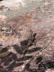 Tropidurus semitaeniatus