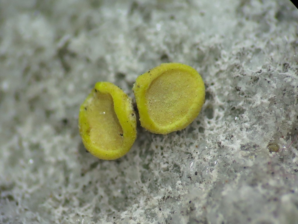 Acarospora clauzadeana