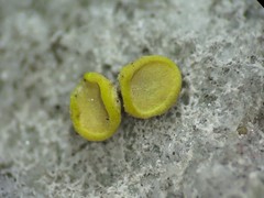 Acarospora clauzadeana
