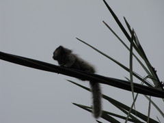 Callithrix penicillata