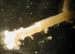 Owenia fusiformis image