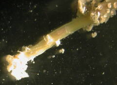 Owenia fusiformis image