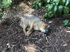 Urocyon littoralis