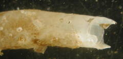 Image of Placostegus tridentatus