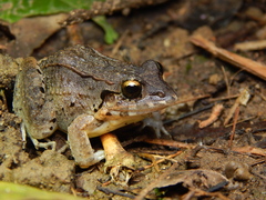 Turbo White-Lipped Frog photo 5